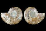 Sliced Ammonite Fossil - Agatized #124995-1